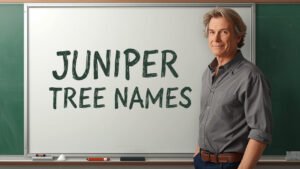 juniper tree names